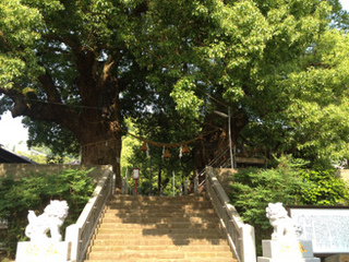hibaku_kusunoki-1.jpg