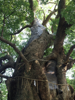 hibaku_kusunoki-2.jpg